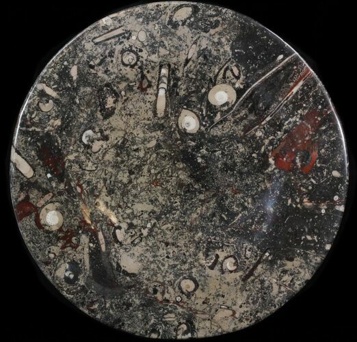 Fossil Orthoceras & Goniatite Plate - Stoneware #40525